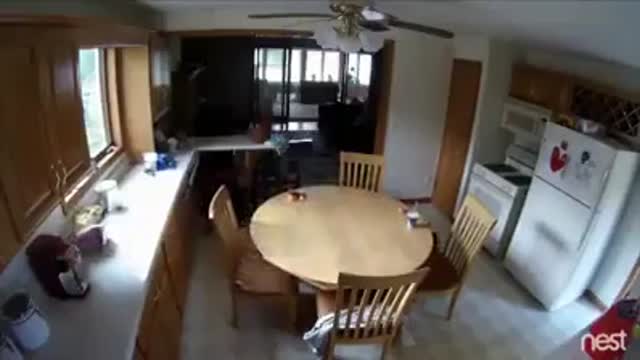 Top 10 best whatsapp videos Funny dogs