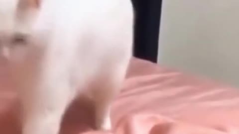 Cute Pet That will Make Your Day: Funny Cute Cat and Dog