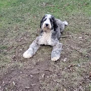 Snickerdoodle Joy AKA Snickers