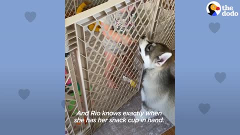 Baby Husky Grows Up With Cute Baby Girl