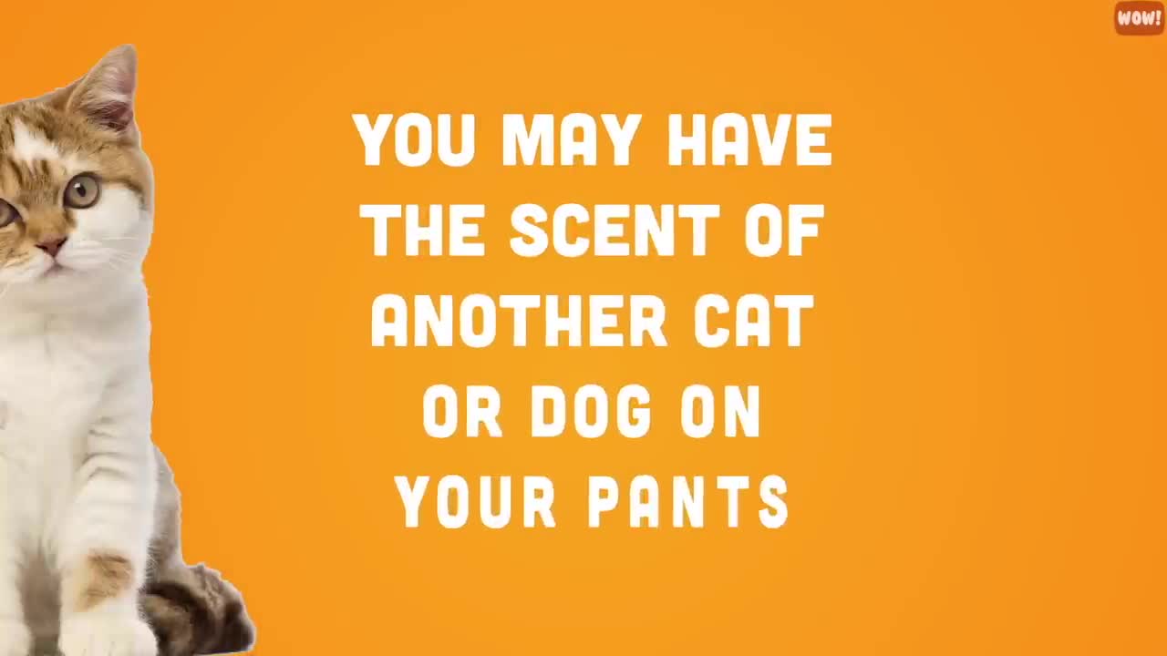 10 proven Ways to Get a Cat to Like You