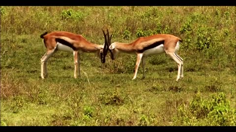 Beautiful World - Wild Animals!!