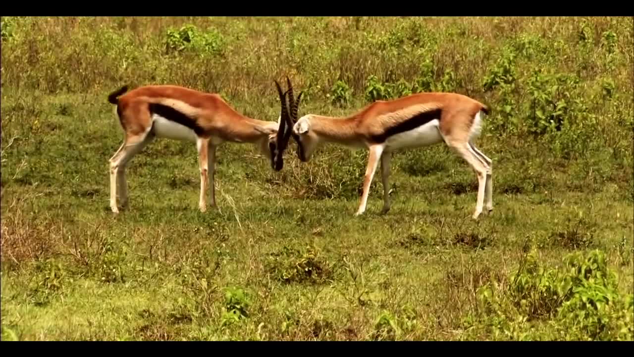 Beautiful World - Wild Animals!!