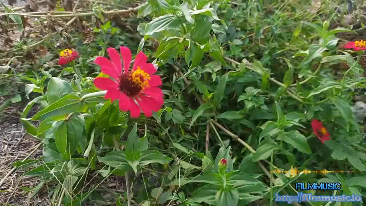 wonders of nature by rafael krux - audio library (no copyright) safe audio blackpearl studios
