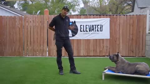 How To Train Your Dog To Be Aggressive