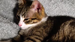 Cute Kitten Grooms Himself Late at Night