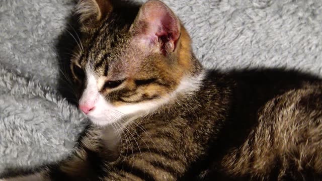 Cute Kitten Grooms Himself Late at Night