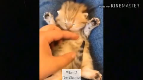 compilation videos kittens babies 2022