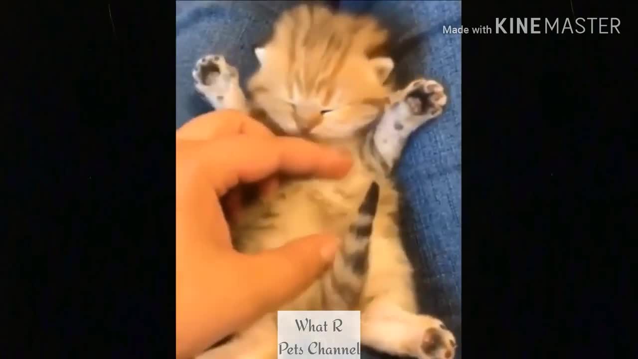 compilation videos kittens babies 2022