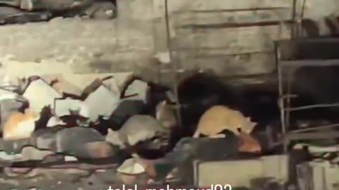 This is a most shocking video. The first responders finally ...