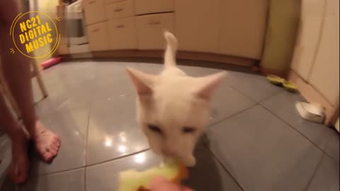 Funny Videos of Dogs, Cats and other Animals - Cat Eating Melon Fruit