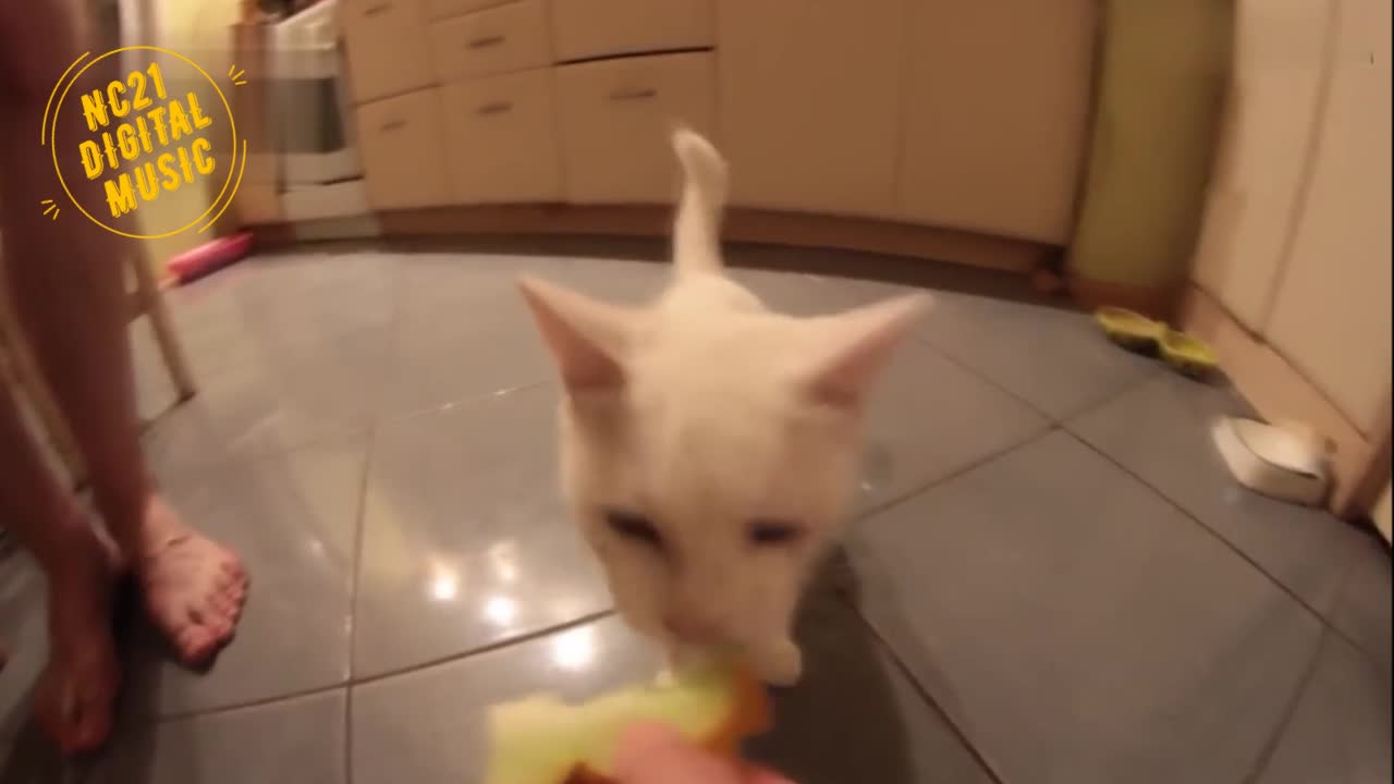 Funny Videos of Dogs, Cats and other Animals - Cat Eating Melon Fruit