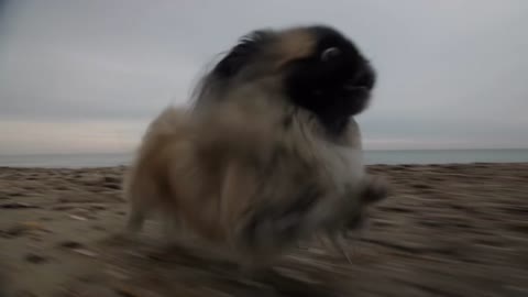 Exited Little Female Puppy Loves Running On The Beach - Joyful Times!