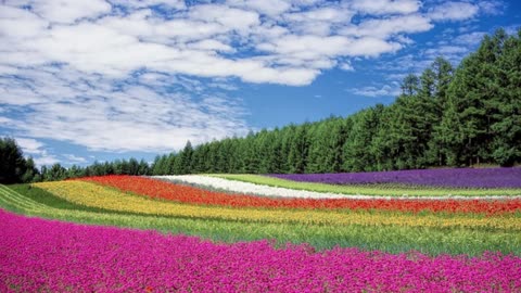 Flowers soothing music