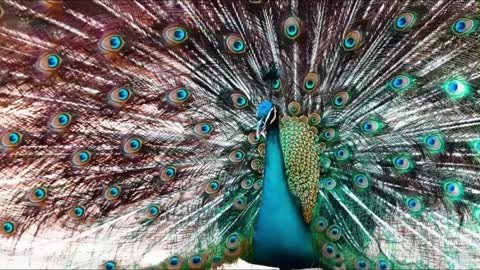 What a beautiful peacock