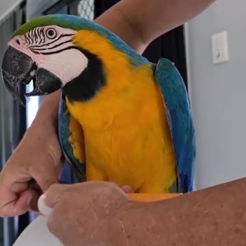 Amazing parrot nails cleaning