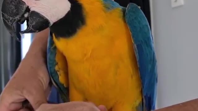 Amazing parrot nails cleaning