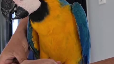 Amazing parrot nails cleaning