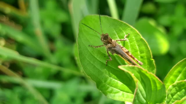 Grasshopper on the leaf