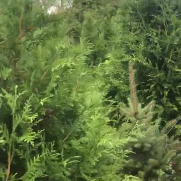 Work being done at our green giant farm