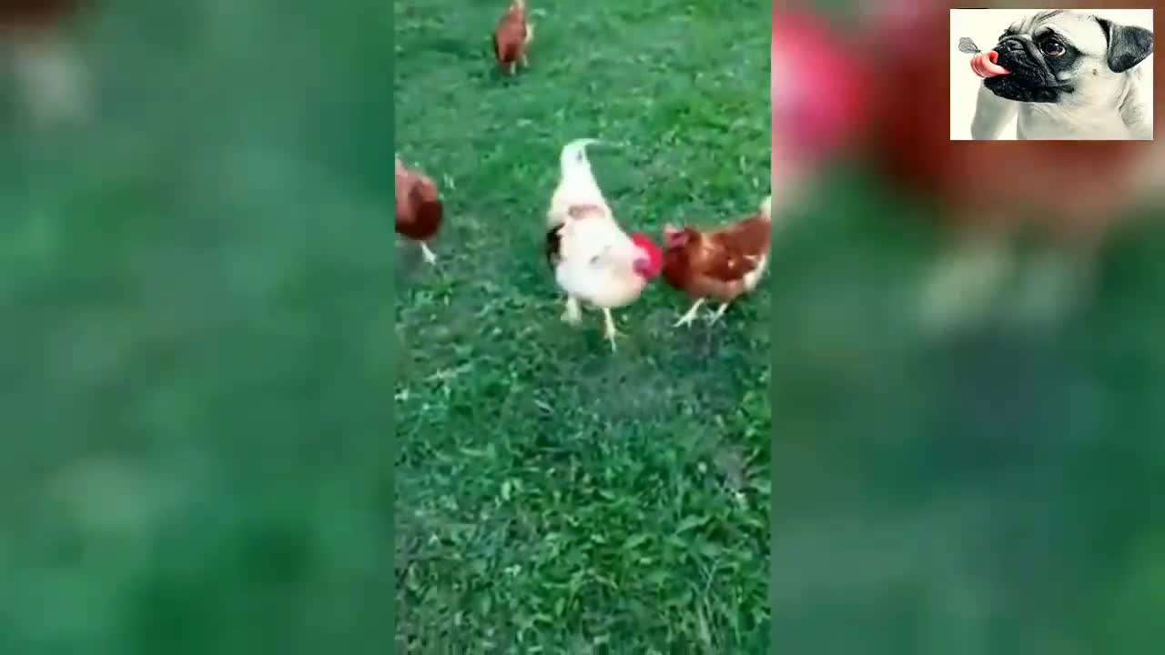 Best Funny Chickens Try Not To Laugh - Funniest Animals Videos 2021