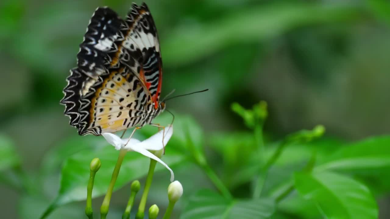 pollinating butterfly