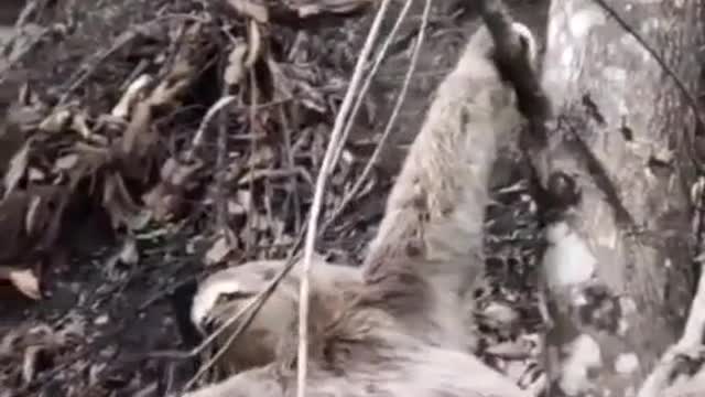 Faith in Humanity Restored! - Helping a helpless Lemur