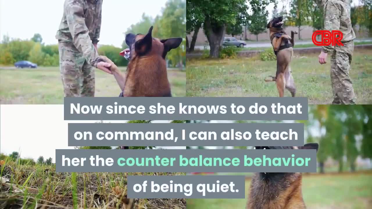 How To Teach Your Dog To Be Quiet By Barking On Command!