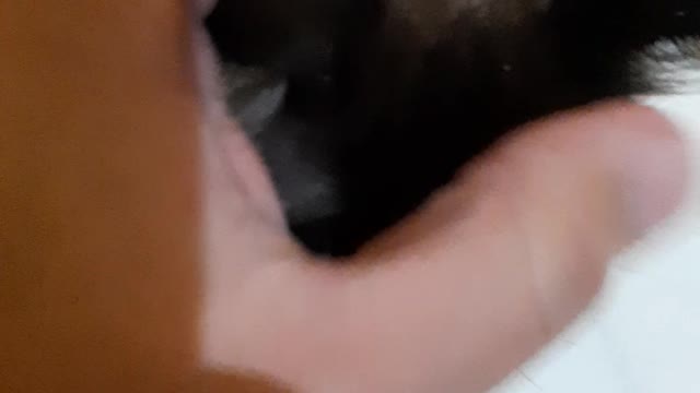 Affection in the cute cat