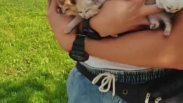 Many cute kittens in arms