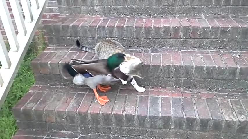 Funny cat vs duck