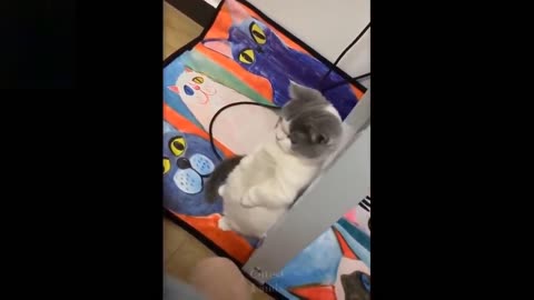 watch 💗Cute And Funny Pets