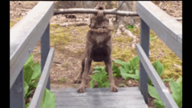 Gif video of lumberjack dog