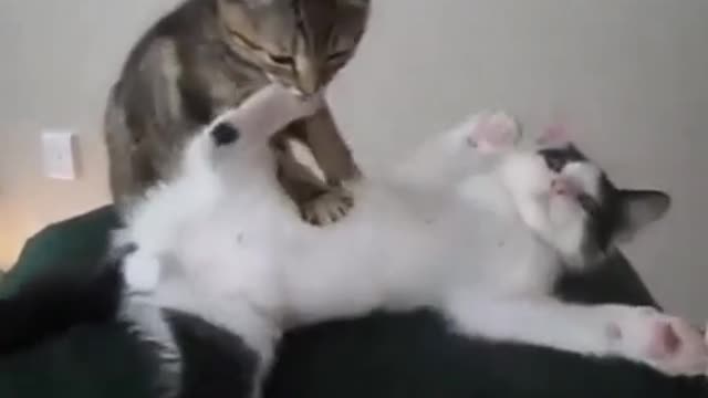 Funny cat video tha best movement