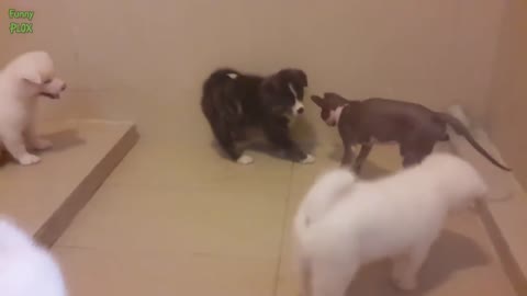 Cats Meeting Puppies for the First Time