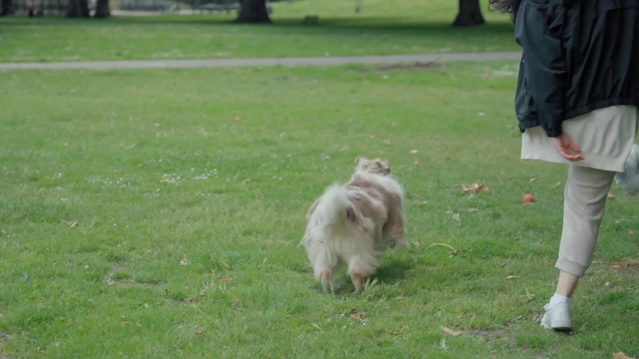 cool dog