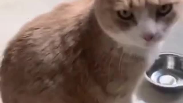 Funny hungry cat asking for food