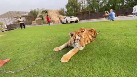 LION ATTACKED DUBAI RICHEST KID !!!-14