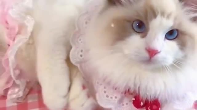 Aww cute cat videos funny ❤️ Cat Cash Compilation chines💚