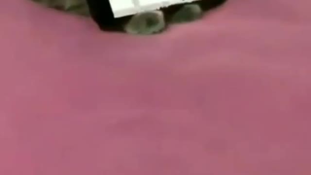 Very close pet this cat.