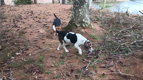 Bandit and Clarabelle