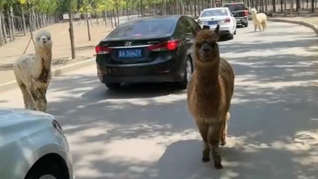 alpaca