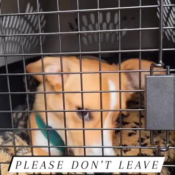 Puppy Inside The Cage