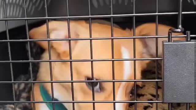 Puppy Inside The Cage