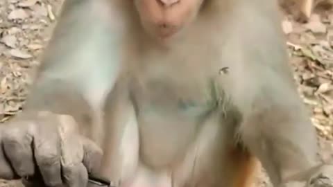 Most funny monkey