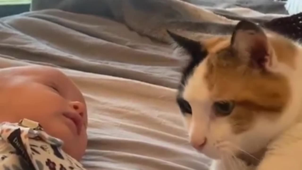 Cat caring the child