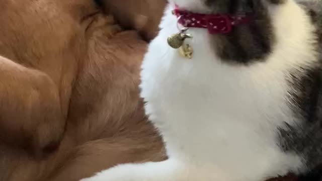 Cat attacks golden pup!