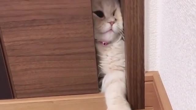 Catch pet