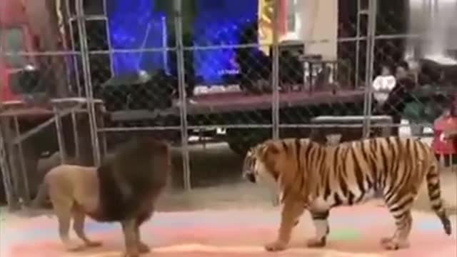 Tiger vs lion/dangerous fight