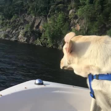 Puppy’s First Board Ride